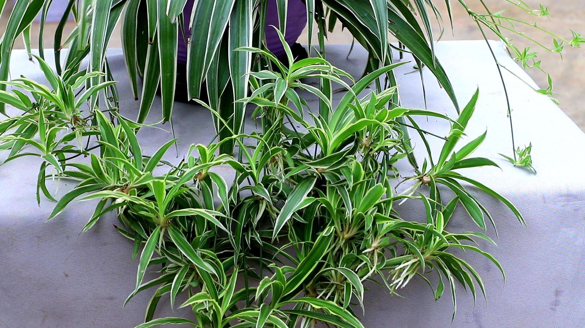 吊兰不徒长的秘诀,吊兰不修根可直接换盆吗