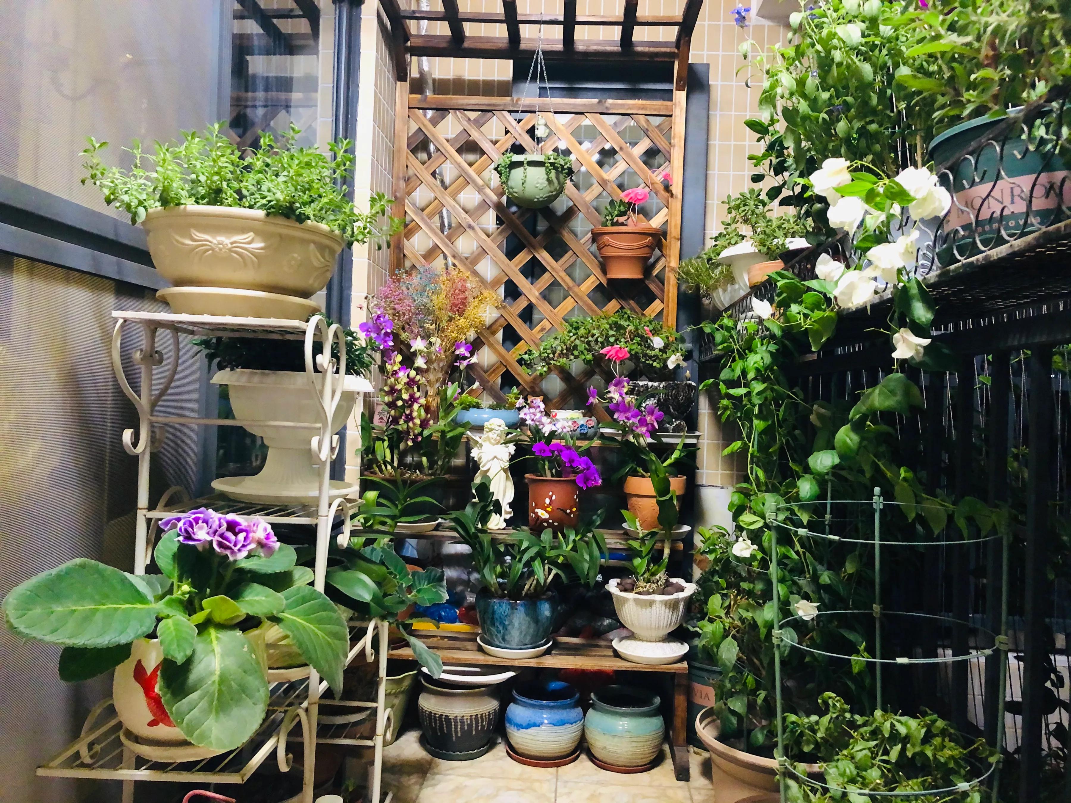 蝴蝶石斛兰怎么养,盆栽里长得像蝴蝶花的是什么花