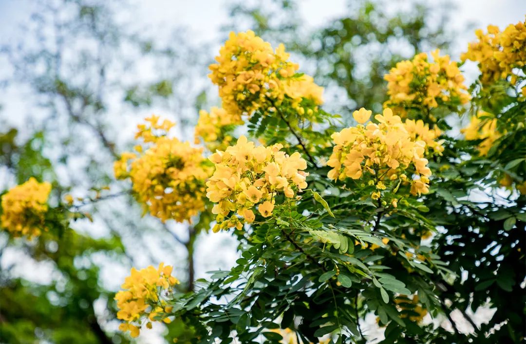深圳值得去的地标,深圳值得去的景点排行榜