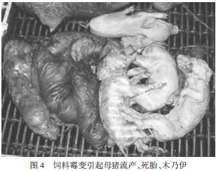 春季养猪,猪群霉菌毒素中毒的防治办法