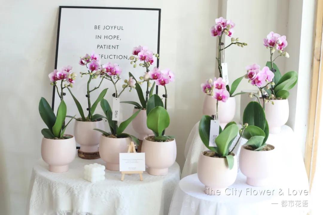 都市花语门票多少钱,都市花语免费阅读