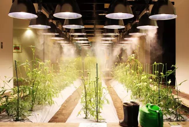 办公室里也能开挖掘机,办公室可以种葡萄