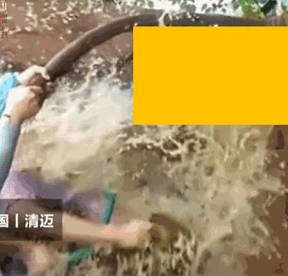 给母猪保健用什么中药最好,给母猪做产后护理