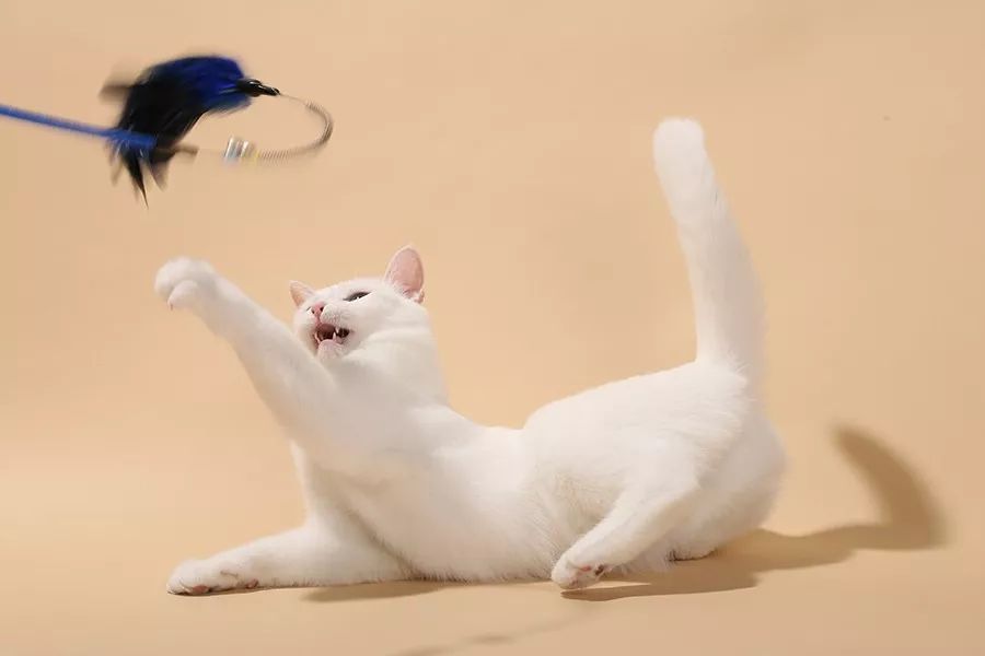 养猫可以治愈抑郁症吗,养猫真的能改善抑郁症吗