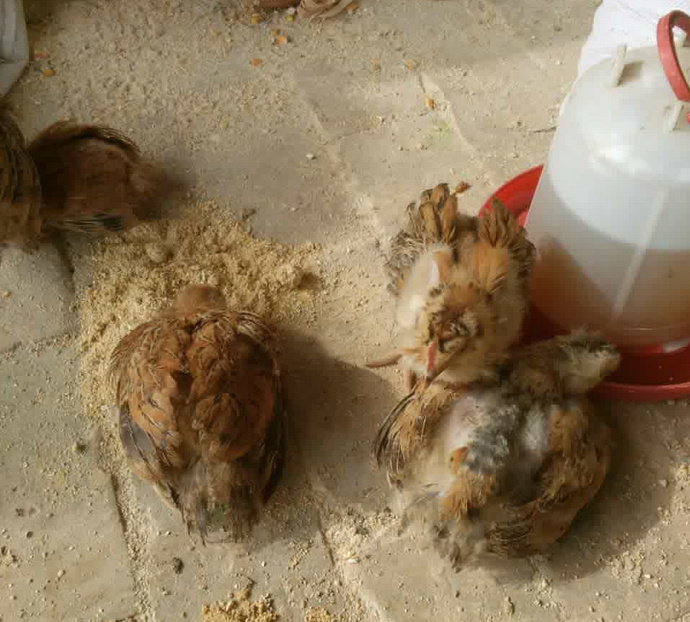 鸡心包积液原因,鸡心包积液偏方