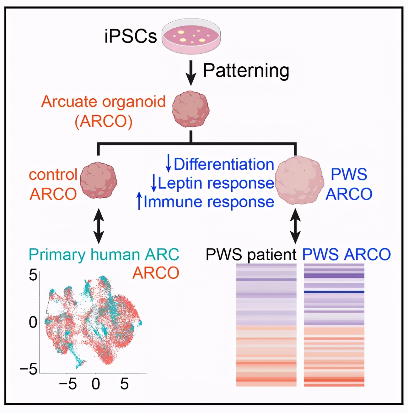 脑科学女性,脑科学日报考试