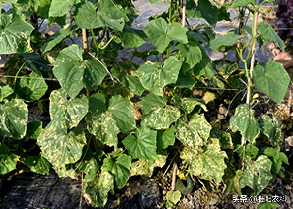 最新霜霉病新药,特效药百种病害