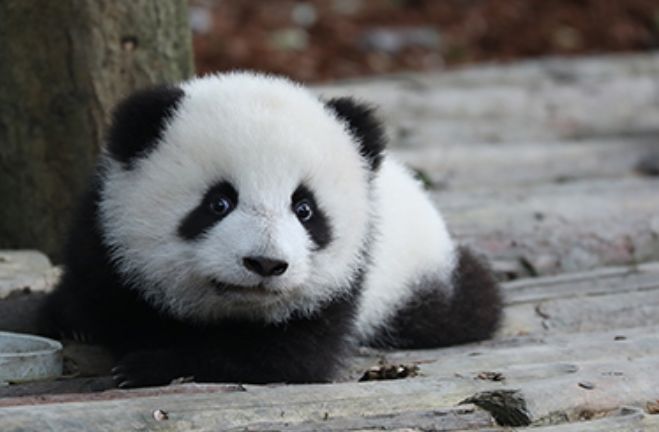 外国为什么喜欢熊猫,你不知道外国人有多喜欢中国美食