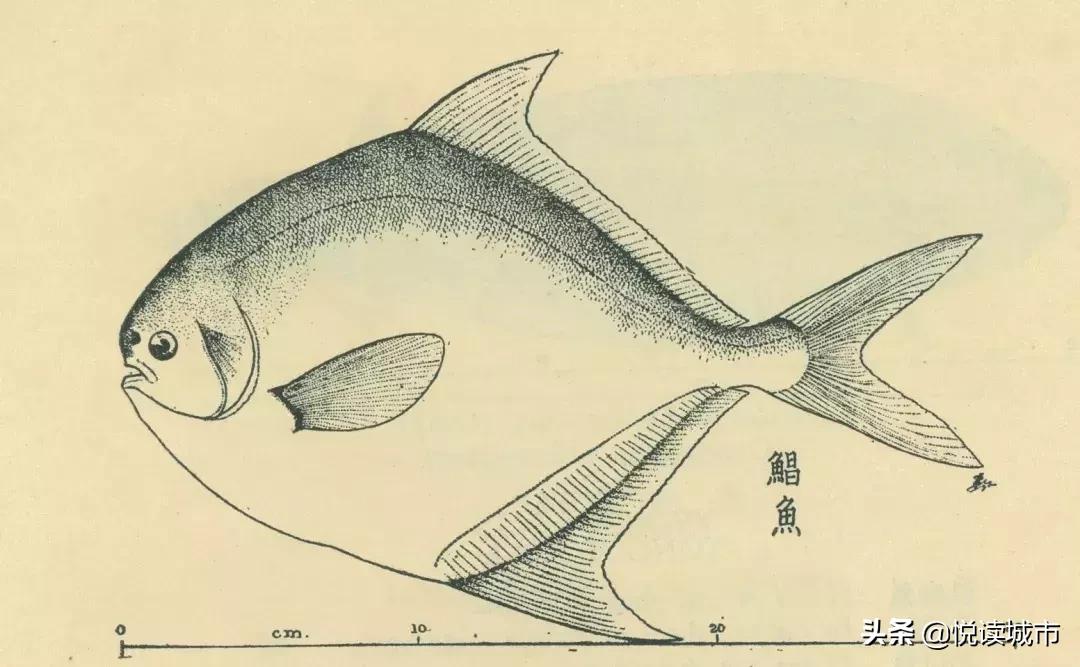 上海河道有什么好吃的鱼,上海好吃的鱼种有哪些鱼