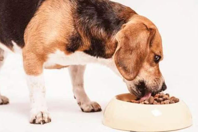 狗狗5种表现离死亡不远了,狗狗常见的十大疾病