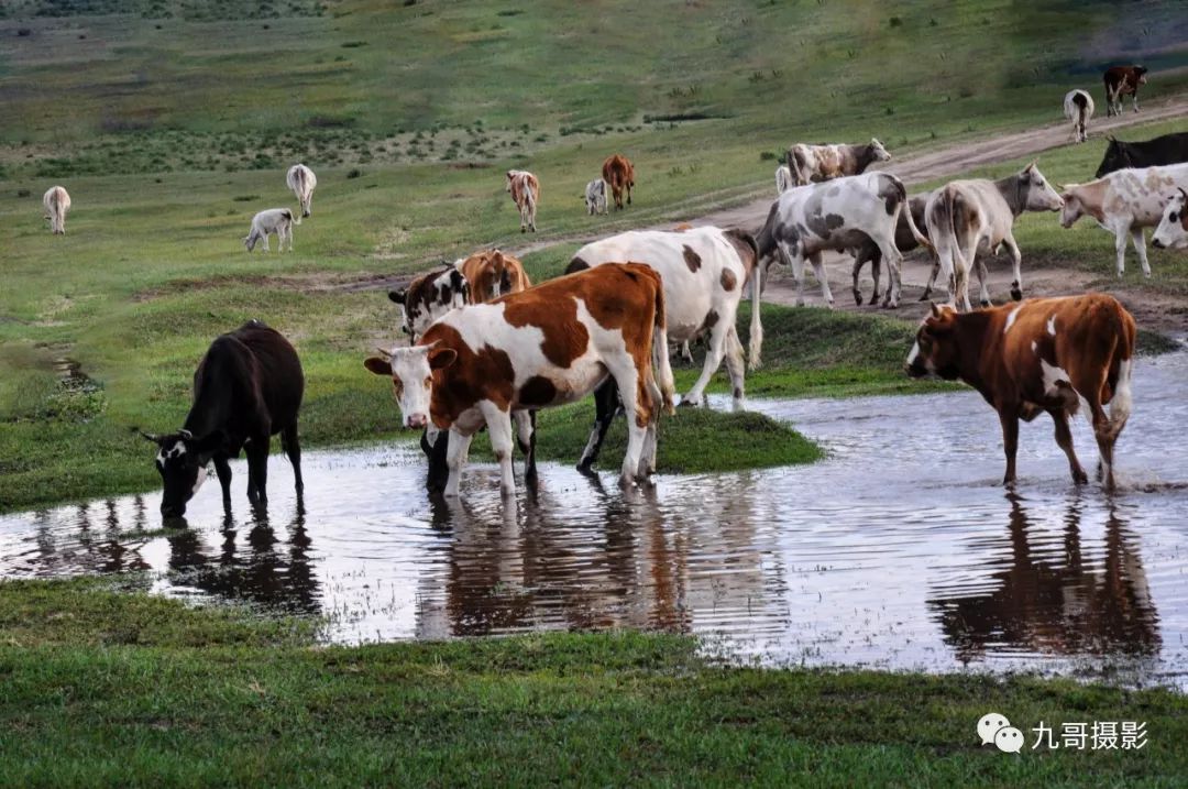 大美坝上草原全景,大美坝上风光系列之一