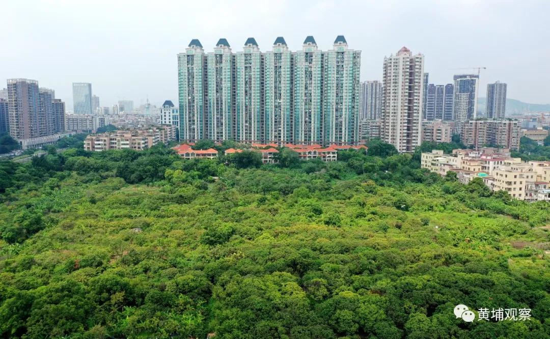 黄埔500米地标,黄埔新地标488米