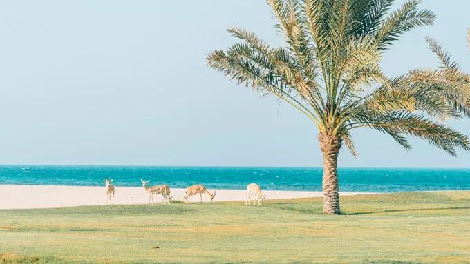 阿布扎比与阿联酋,阿布扎比酋长国有几个城市