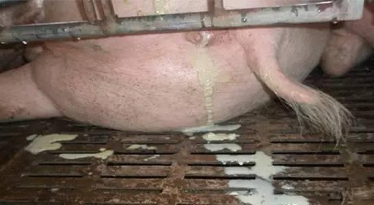 养猪母猪有炎症一招搞定,猪场常用7种母猪诱情措施