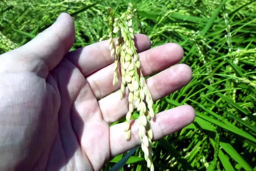 清酒好饮,清酒到底好不好喝