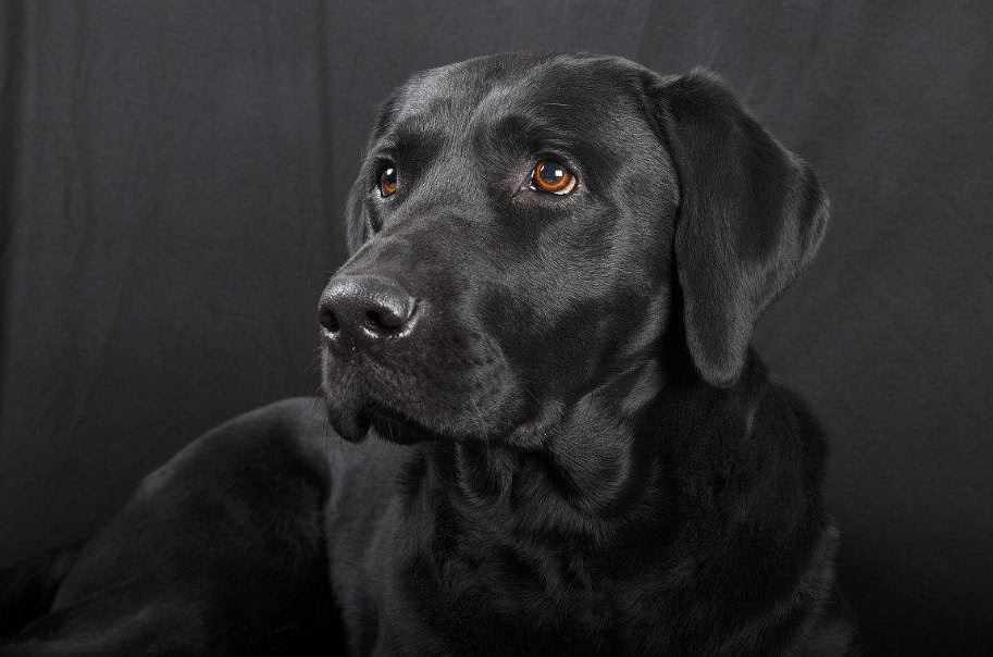 养黑色拉布拉多好还是养布偶猫好,拉布拉多犬黑色的怎么养