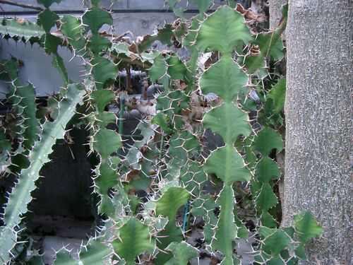 多肉奇趣麒麟好养吗,多肉植物奇葩有趣