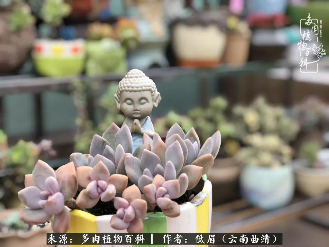 多肉看多了审美疲劳,今晚上点不一样的野味