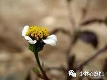 中药药材大全及功效,补肾中药大全及功效