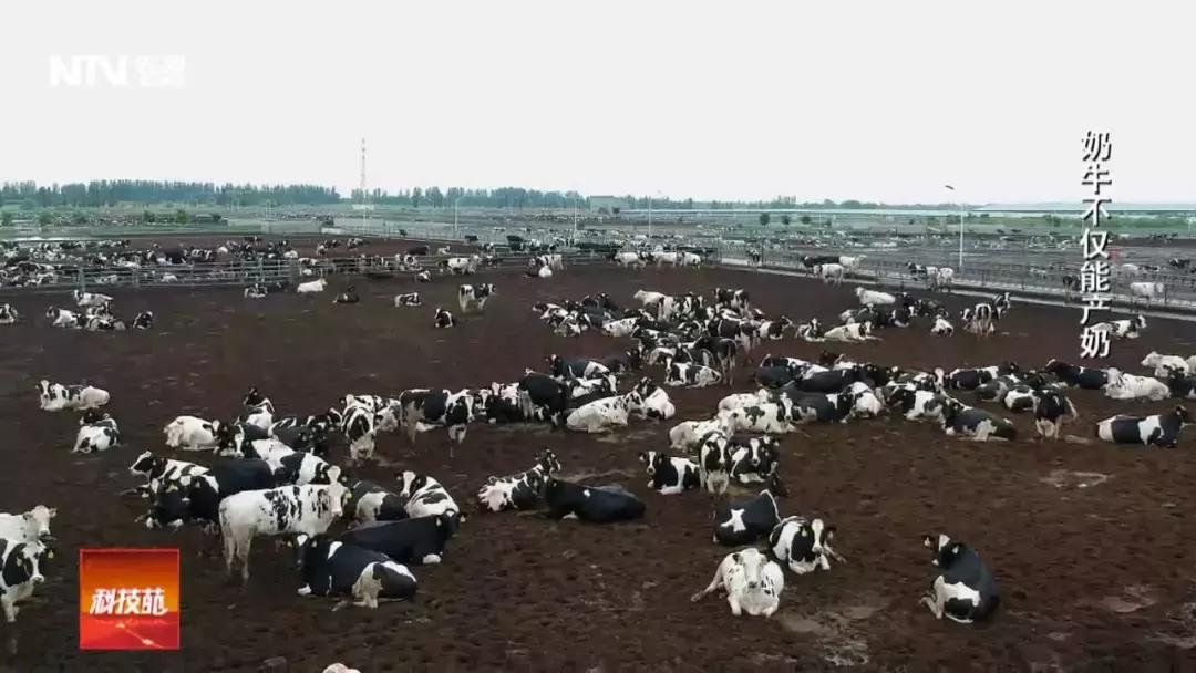 养殖肉牛和奶牛的利润与成本,奶牛与肉牛养殖前景