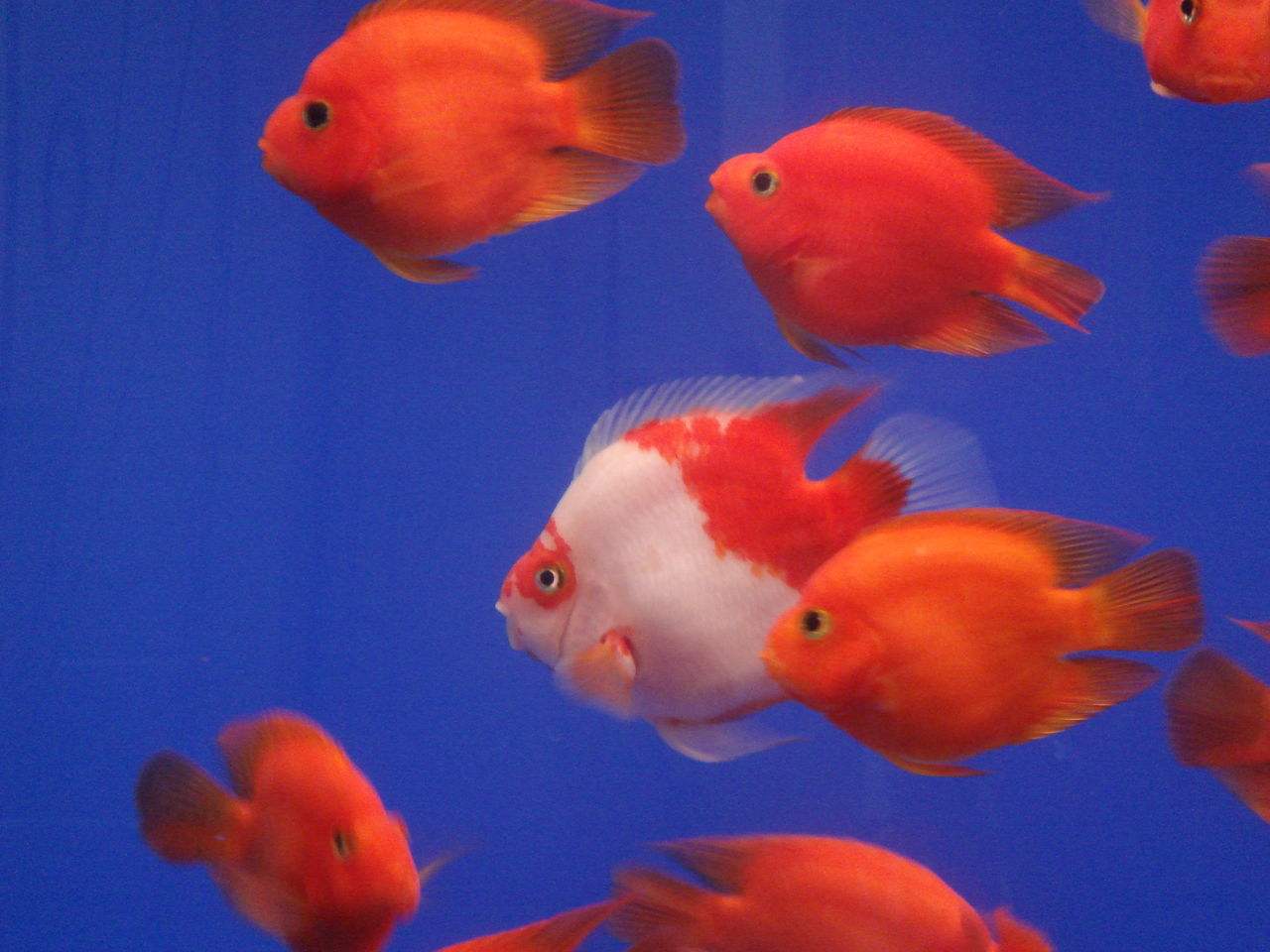 鹦鹉鱼有黑斑是怎么回事,鹦鹉鱼长黑斑是什么原因