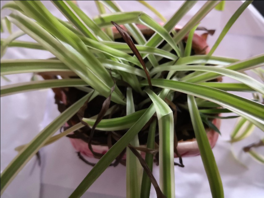 养吊兰的时候新手要注意哪些问题,吊兰养殖方法如何给吊兰换盆