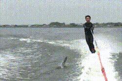 扇贝背后的惊天秘密,让我们一起探索扇贝的秘密