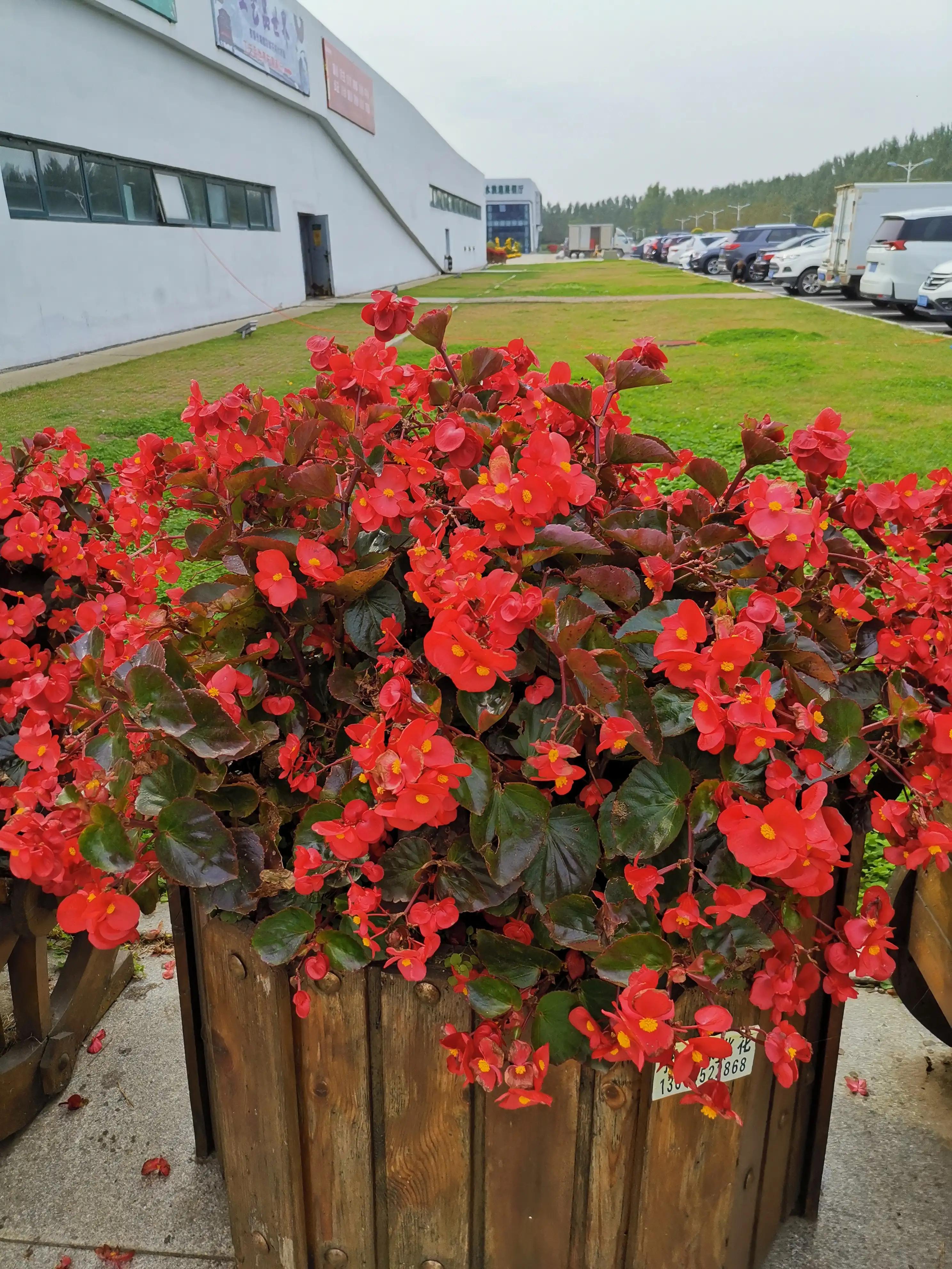 玫红四季海棠图片大全,玫红四季海棠的花语