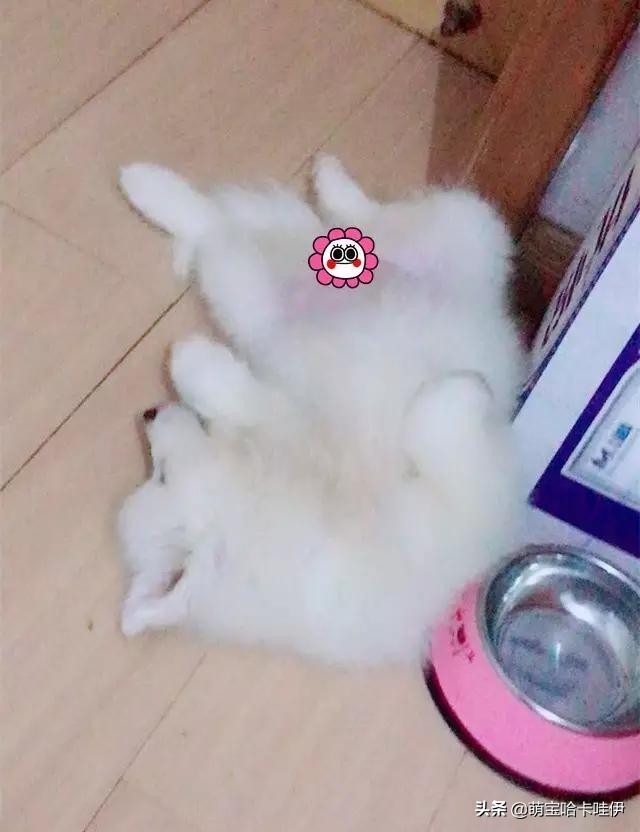 养了一只小萨摩耶,养一只萨摩耶是什么体验