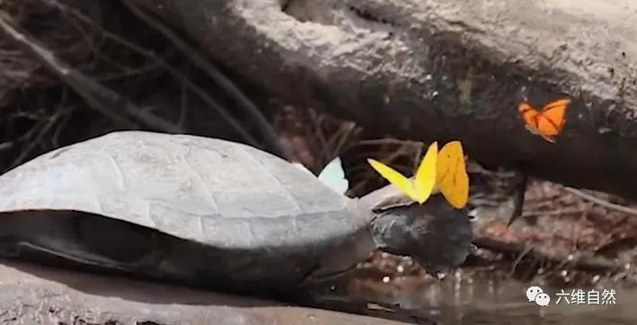 巴西龟竟然吃别的乌龟,大批巴西龟从河里爬出来