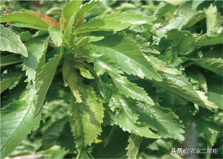 设施甜樱桃花期管理,樱桃种植技术及病虫害防治