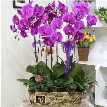 蝴蝶兰花催花技巧,蝴蝶兰催花最好的方法