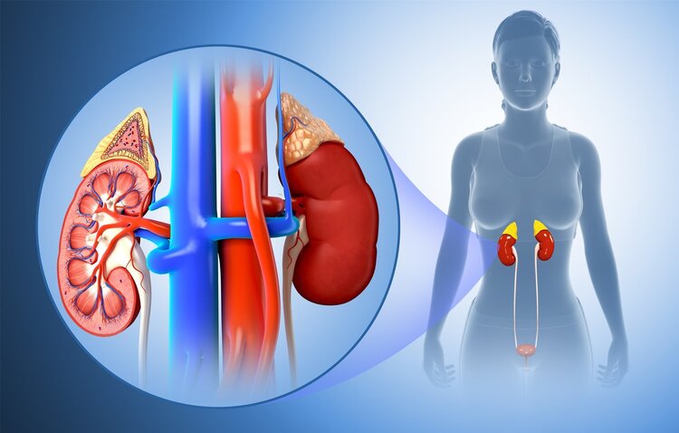 检查肾脏能查出肾阳虚还是肾阴虚,肾阴虚肾阳虚是肾脏不好吗