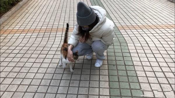 测评养猫,排名前十的猫粮养猫必看