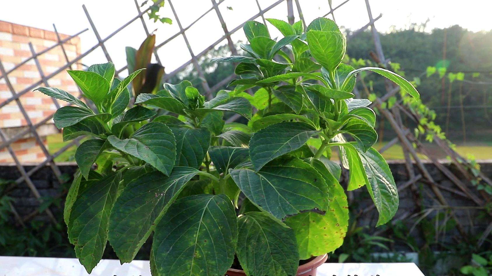 想让花开得漂亮用什么,绣球花开花少不缺阳光不缺肥