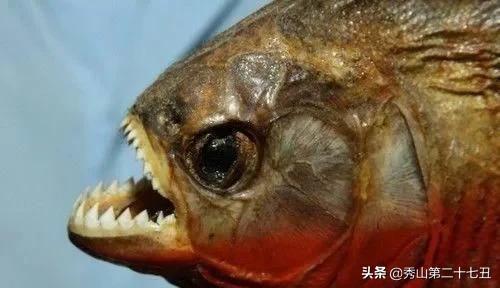 全球最危险的鱼,世界上最致命的鱼
