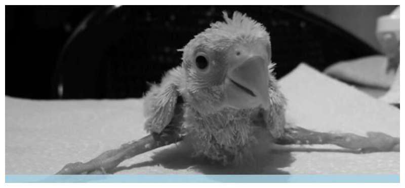 幼鸟不会站立如何纠正,怎样预防小鸟八字脚