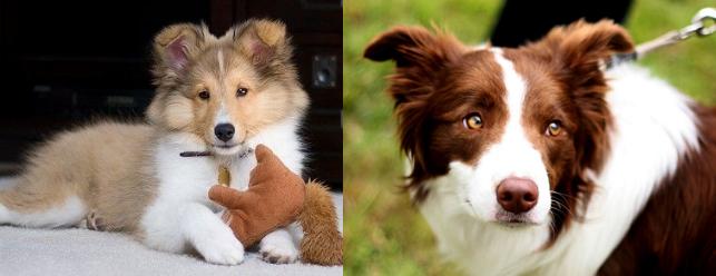 边牧犬喜乐蒂,边牧犬和喜乐蒂串串图片