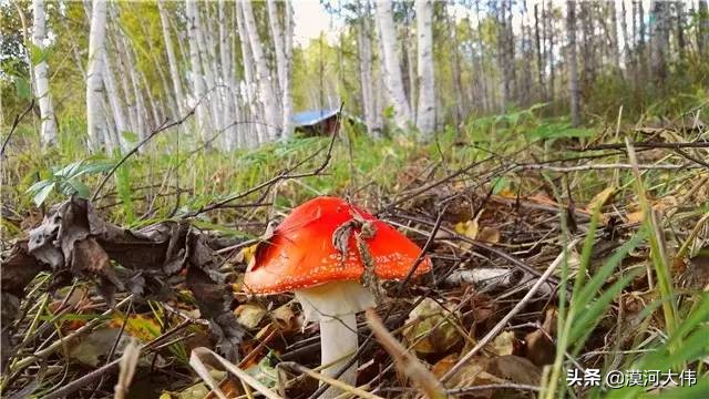 森林草原自驾游,森林亲子旅游攻略图片大全