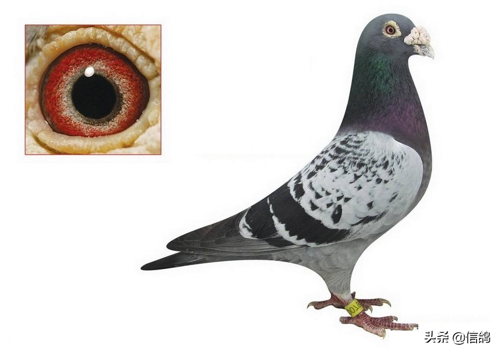 信鸽饲养技术与管理,信鸽正确的饲养跟训练