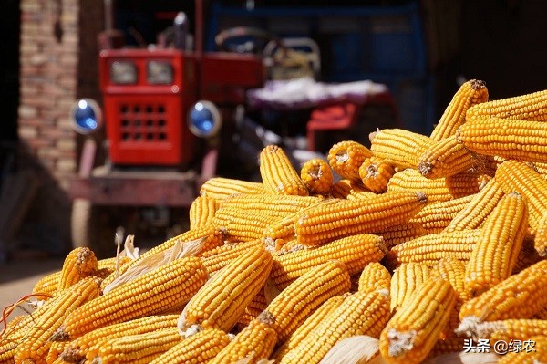 中国什么地方产的玉米最好吃？这5种特色玉米可能你听都没听过