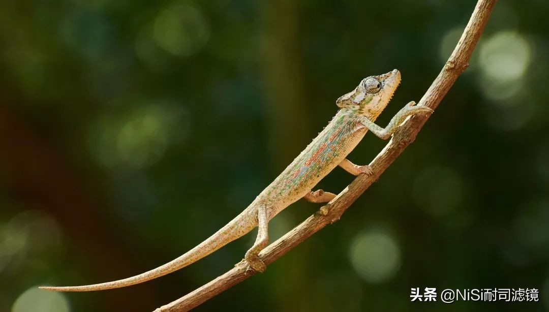 「测评」南非NiSi官方大使近摄镜使用心得