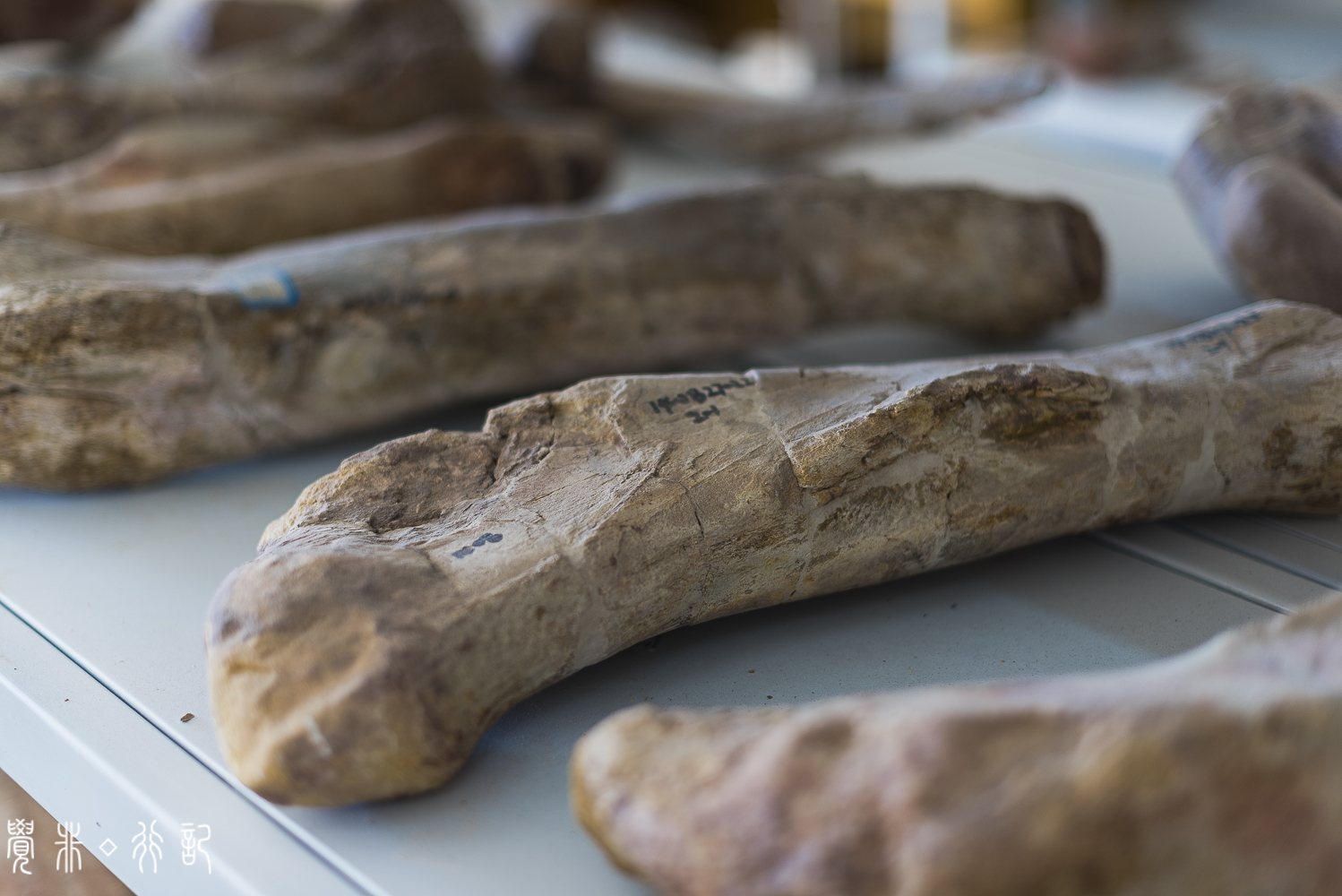 莱阳白垩纪国家森林公园,莱阳白垩纪公园