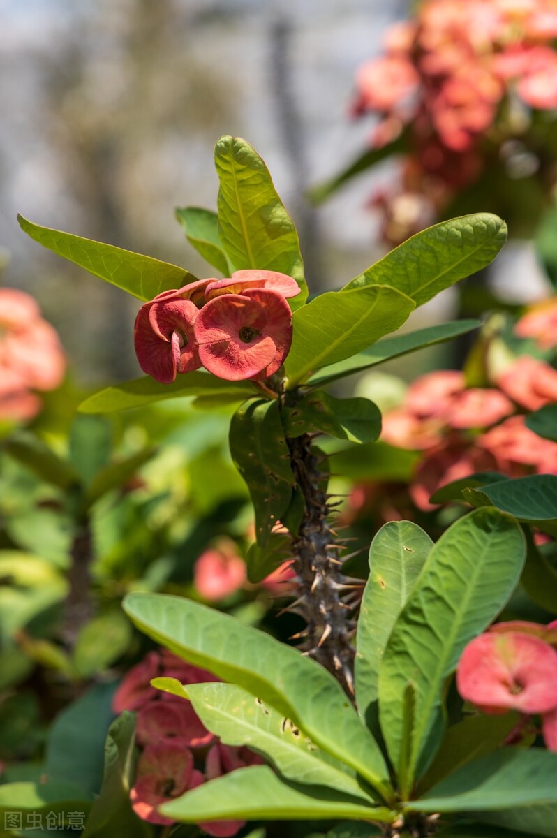 狼牙棒花可以栽家里吗,狼牙棒适合种什么花