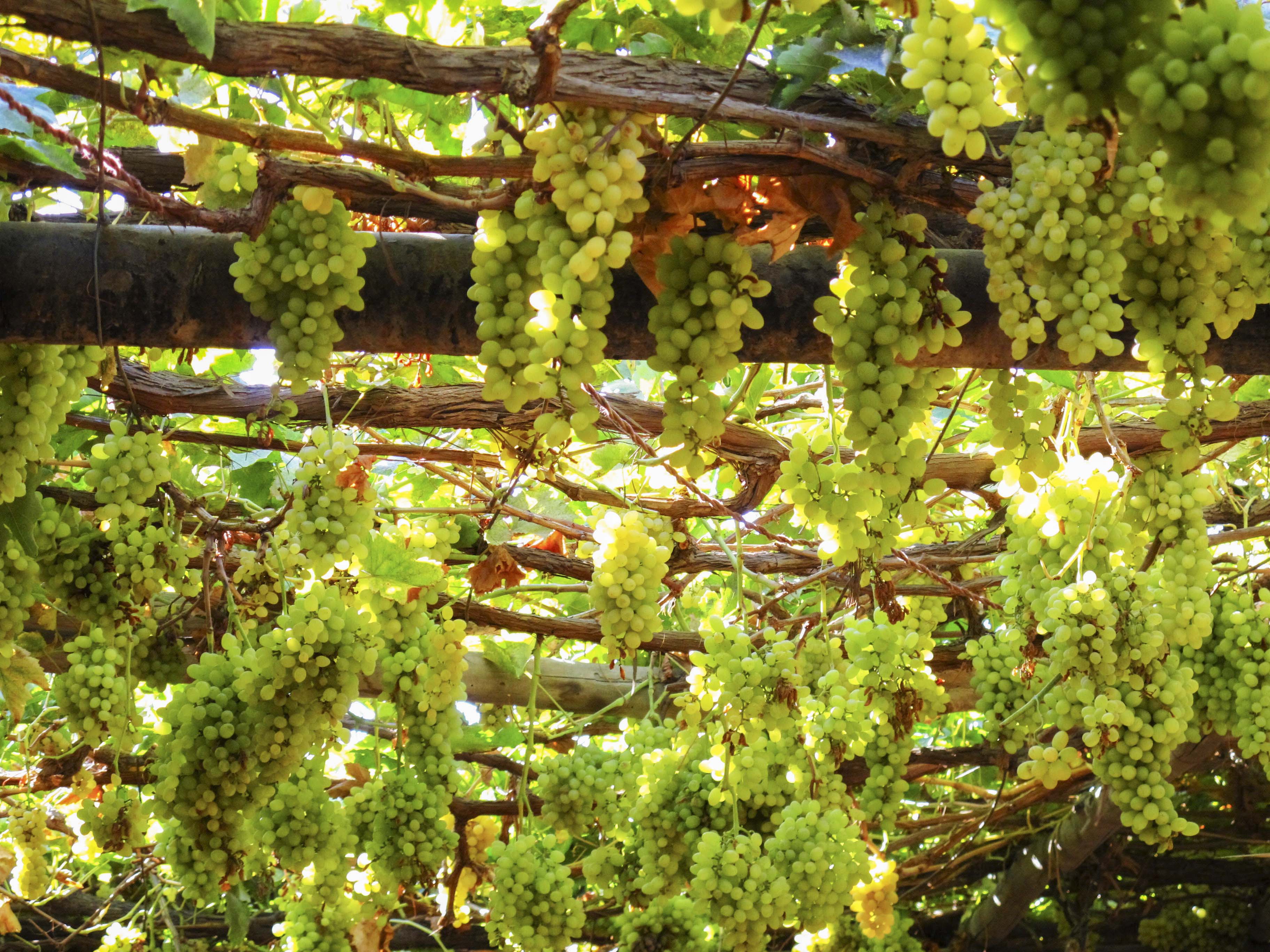 吐鲁番葡萄沟山水,新疆吐鲁番葡萄沟葡萄树的风景