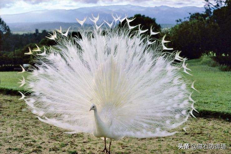 孔雀的真实秘密,孔雀有哪些独特之处