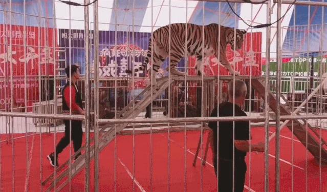 老虎和狮子分离了多久,狮子是百兽之王老虎是森林之王