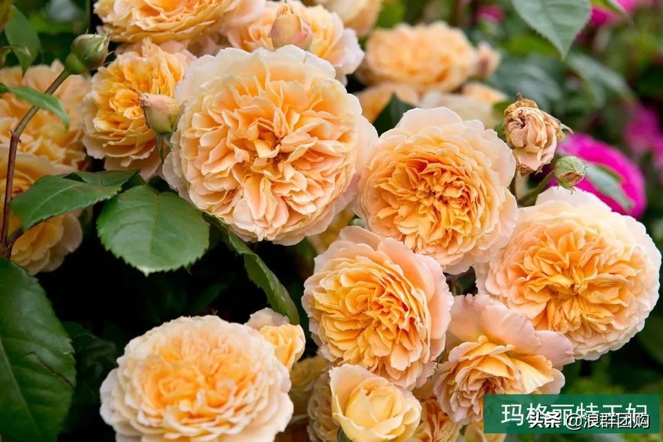 月季哪些品种大花又香,月季哪些品种花期长耐阴耐寒耐旱