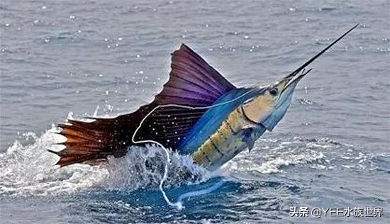 旗鱼在海洋中游动的速度可达290dm,旗鱼速度200公里