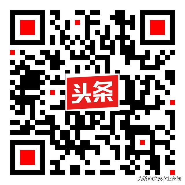 苹果农户收购价多少钱一斤,苹果产地多少钱一斤